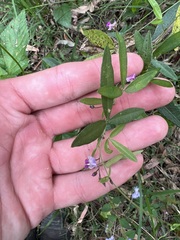 Glycine tabacina