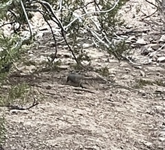 Toxostoma curvirostre