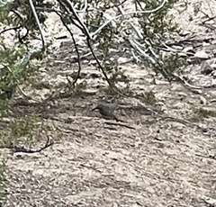 Toxostoma curvirostre