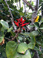 Erythrina americana