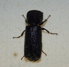 Bostrichidae