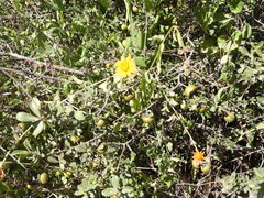 Adenophyllum speciosum