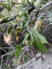 Coptosperma supra-axillare