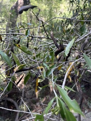 Coptosperma supra-axillare