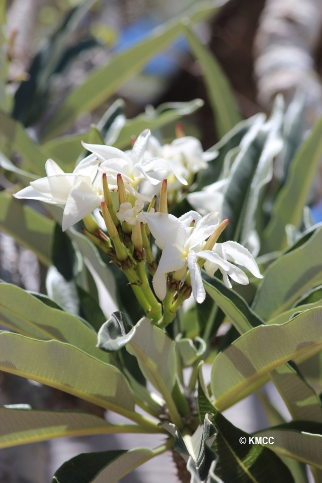 Pachypodium mikea