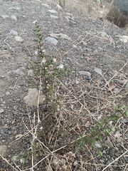 Dittrichia graveolens