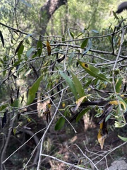 Coptosperma supra-axillare