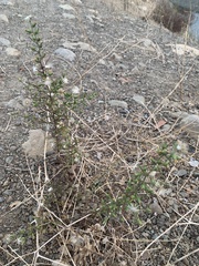 Dittrichia graveolens