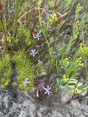 Prismatocarpus diffusus