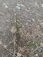 Dittrichia graveolens