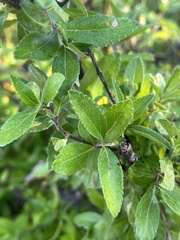 Lippia carterae