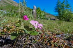 Rubus arcticus