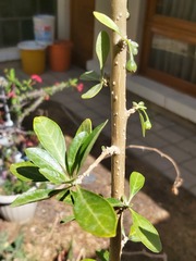 Dunalia brachyacantha