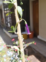 Dunalia brachyacantha