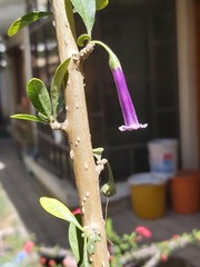 Dunalia brachyacantha