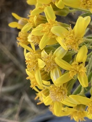 Barkleyanthus salicifolius
