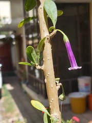 Dunalia brachyacantha