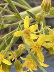 Barkleyanthus salicifolius