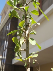 Dunalia brachyacantha