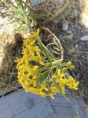 Barkleyanthus salicifolius