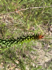 Epacris