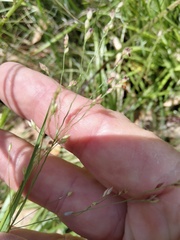 Urochloa