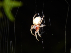 Araneus apricus