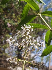 Aloysia citrodora