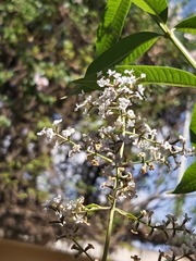 Aloysia citrodora