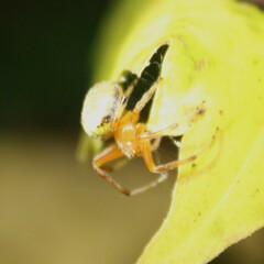 Araneus thaddeus