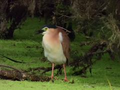 Nycticorax caledonicus