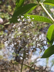 Aloysia citrodora