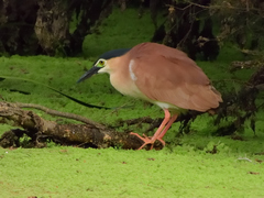 Nycticorax caledonicus