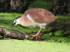 Nycticorax caledonicus