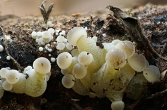 Mycena renati
