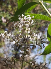 Aloysia citrodora