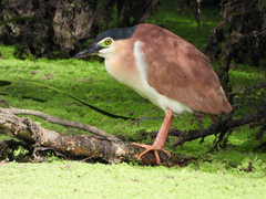 Nycticorax caledonicus