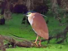 Nycticorax caledonicus