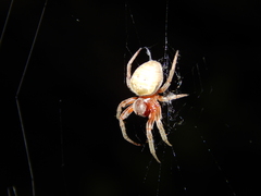 Araneus apricus