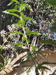 Aloysia citrodora