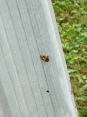 Pyrausta orphisalis