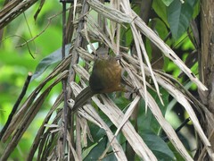 Colluricincla rufogaster