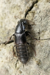 Staphylinina