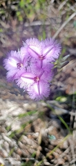 Thysanotus multiflorus