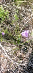 Thysanotus multiflorus