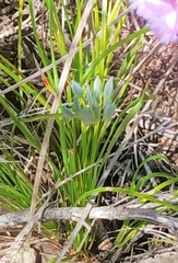 Thysanotus multiflorus