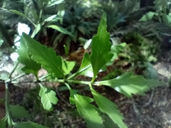 Phyllocladus alpinus