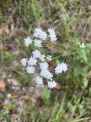 Ageratina jucunda