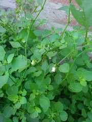 Salpichroa origanifolia