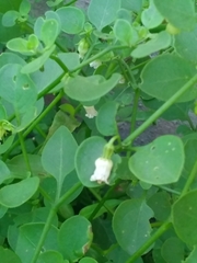 Salpichroa origanifolia